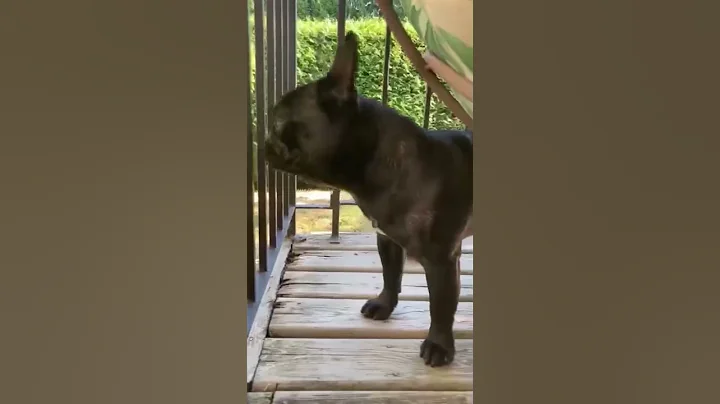 A quick collection of Frenchie barks