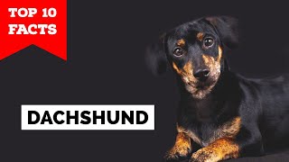 Dachshund  Top 10 Facts