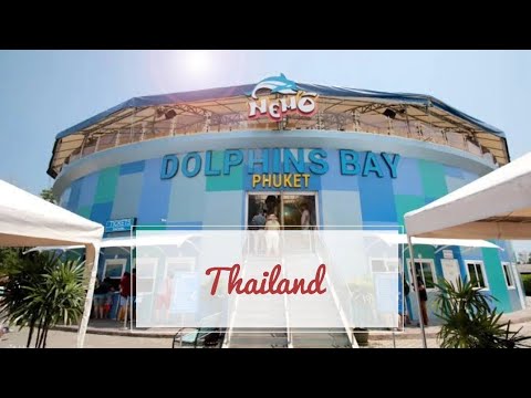 Dolphins Bay Phuket| Thailand#dolphin show#viral#thailand