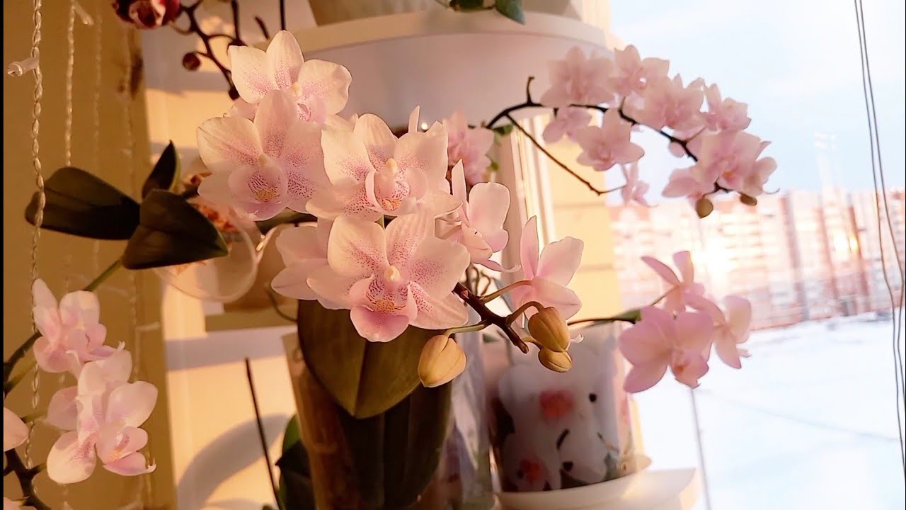 Кухонное окно усыпано цветами ???? - YouTube