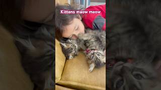 Kittens maow maow #cats #dailyvlog #catlovers #garganfamily
