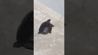 #indian #tortoise #turtle #walkthrough #subscribe #shorts#shortsfeed#trending #yt#ytshorts #viral