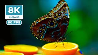8K PARADISE: Breathtaking Nature Film &amp; 8K 60FPS TV TEST for Relaxation