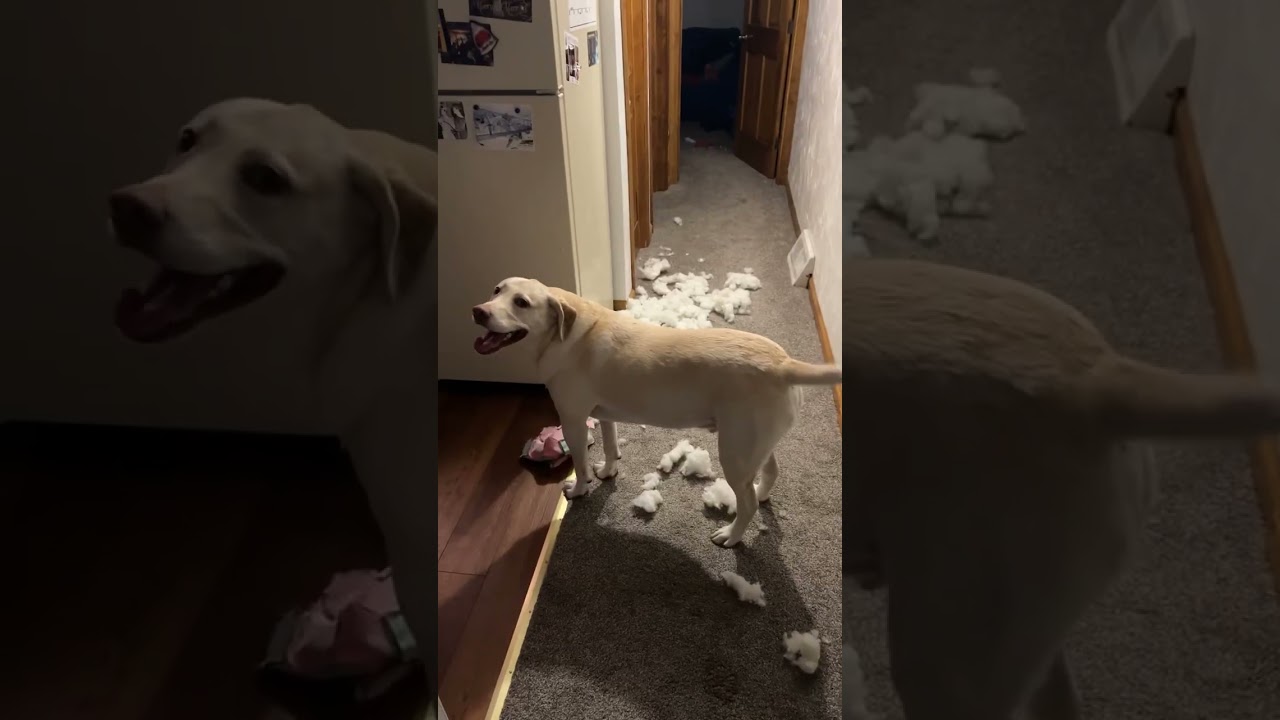 Proud of his work✨  