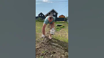 Посмотри, они сами засеяли газон и что получилось #shortvideo #газон #сад #дача #жизньвдоме #садовод