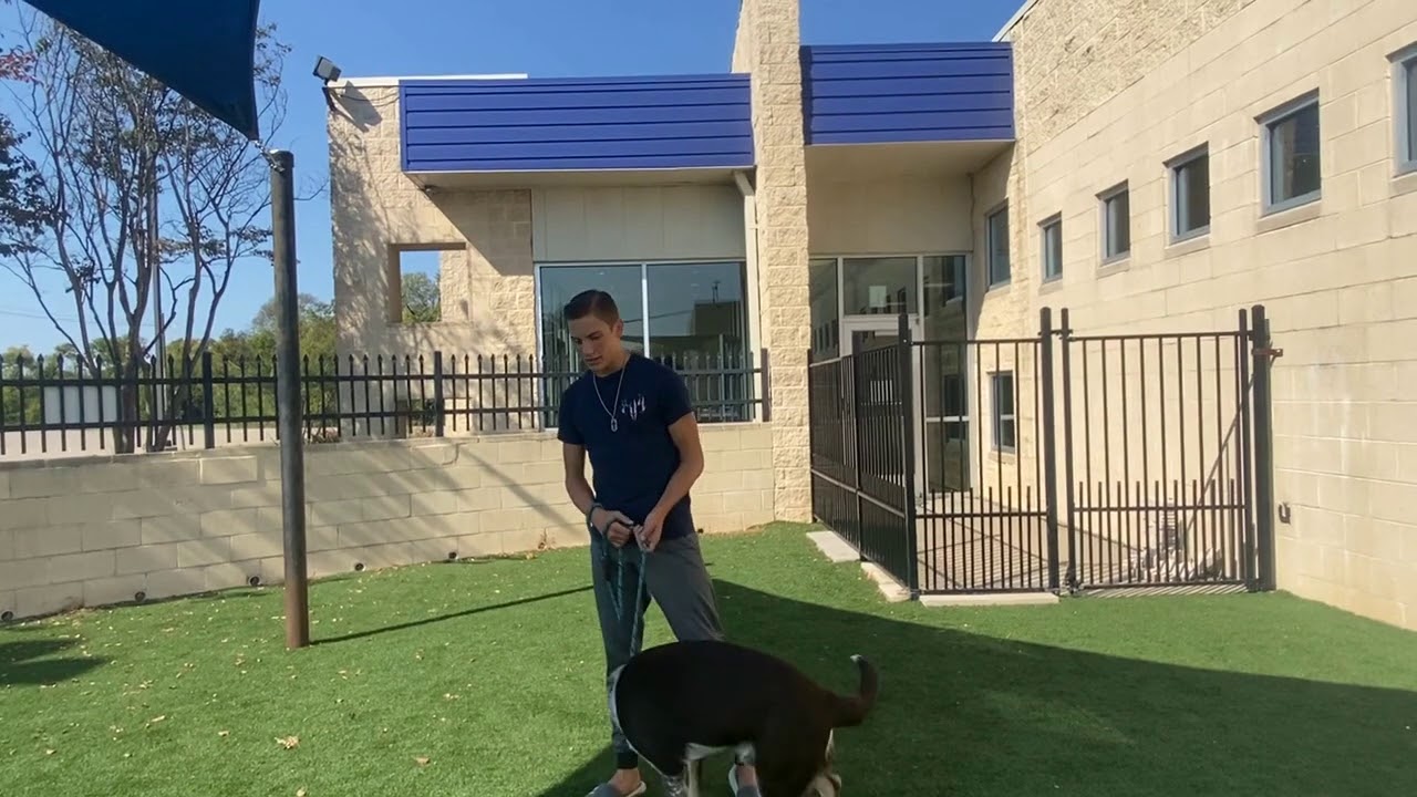 Meet Weston at Rockwall Adoption Center