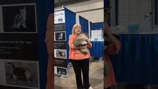 SGC Shelbie's Carol Pelletier receives BEST CAT from TICA Allbreed judge Laurie Schiff