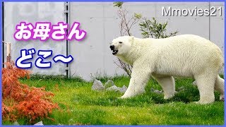 お母さん、どこ行ったの？　ララを探して走り回るリラ Polar Bear mom&daughter