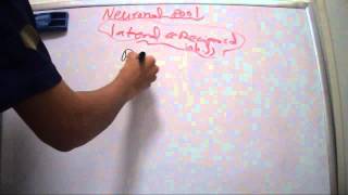 Physiology of CNS: neuronal pool 3