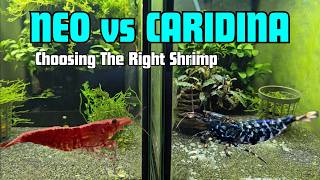 Don t Buy the Wrong Shrimp Neocaridina vs Caridina