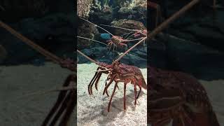Long Legged Spiny Lobster In Aqua Planet 63 아쿠아플라넷 63