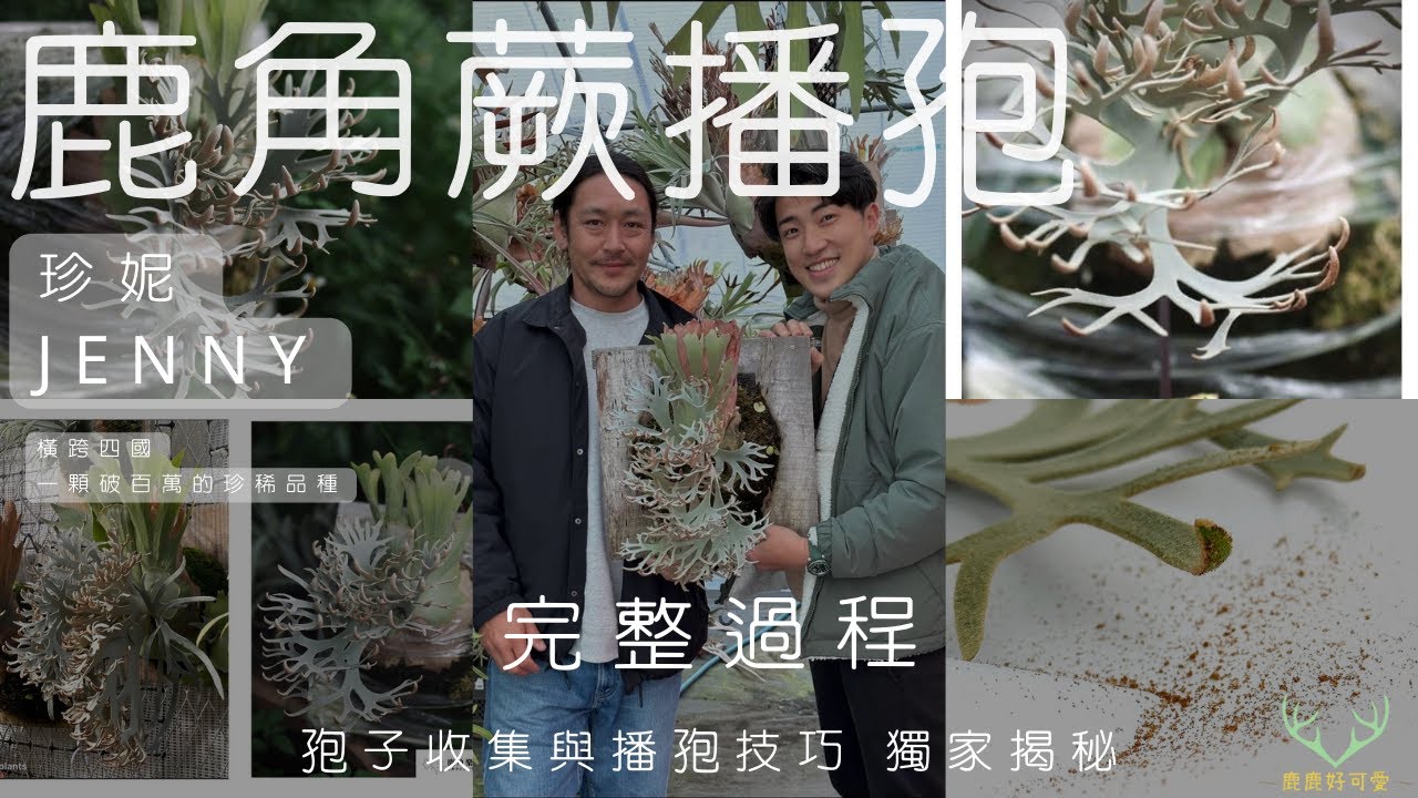 百萬等級珍稀珍妮鹿角蕨播孢-P.willinckii Jenny|完整過程 孢子收集與播孢技巧 獨家揭秘|How to sow staghorn fern spores