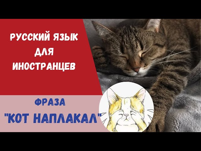 Кот наплакал что означает