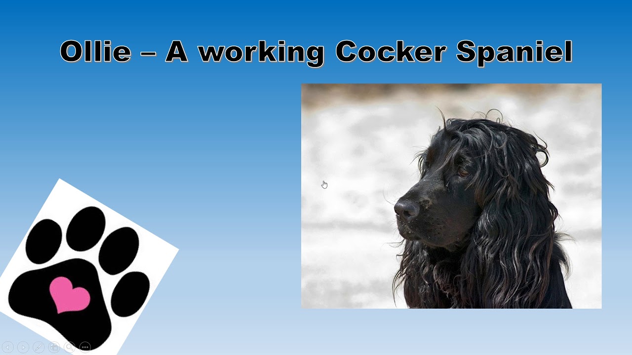 Hyperlink website PPT KS2 