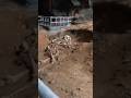 I Found A Mysterious GIANT Skeleton In A CAVE In Thailand ЁЯЗ ЁЯЗн Thailand Mystery Archeology I Found A Mysterious GIANT Skeleton In A CAVE In Thailand ЁЯЗ ЁЯЗн Thailand Mystery Archeology