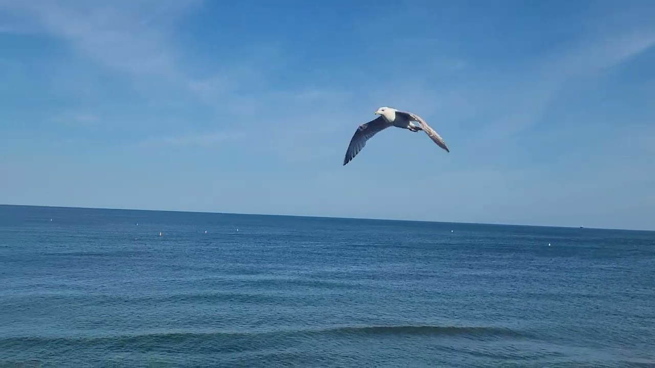 Sw coastal path gyllyngvase beach falmouth