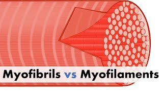Myofibrils vs Myofilaments