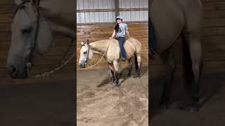 2023 AQHA Young Horse Development Program - essay portion
