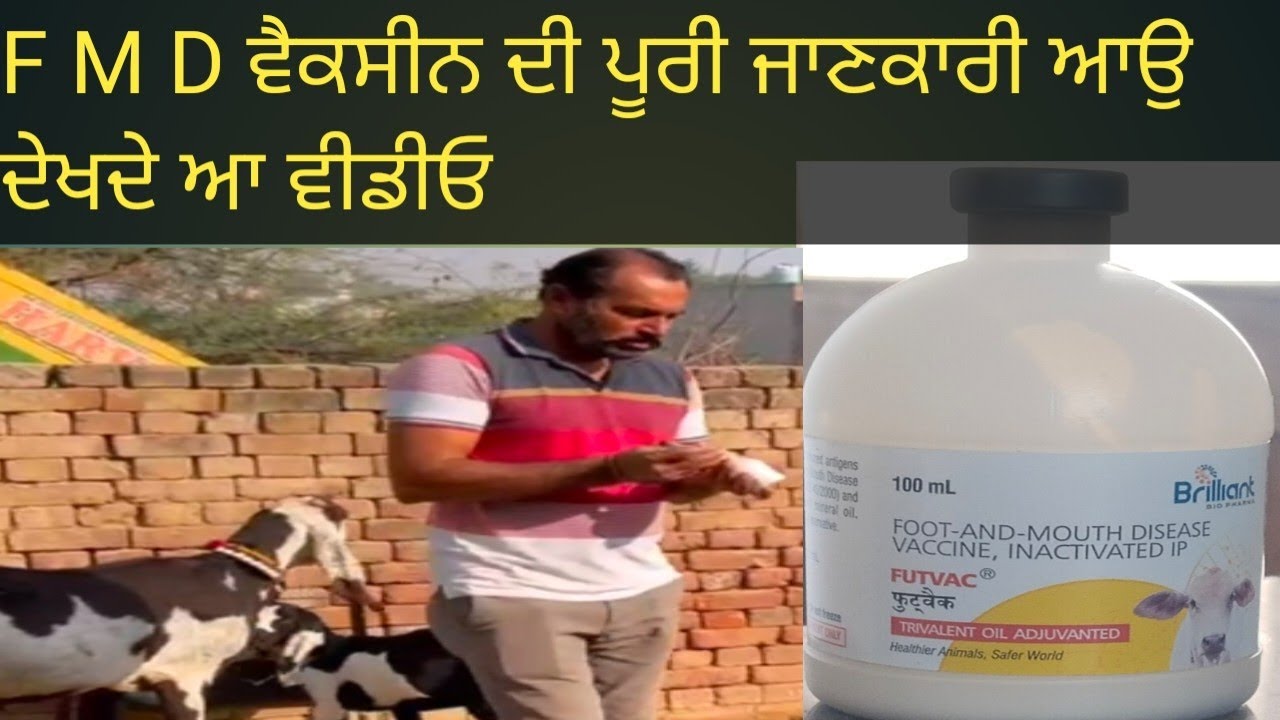 बकरी को FMD Vaccine कब कितना ब केसे लगये / When and how to apply FMD ...