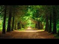 Relaxing Guitar Music: Piano Music, Relaxing Music, Sleep Music, Instrumental Music ★113