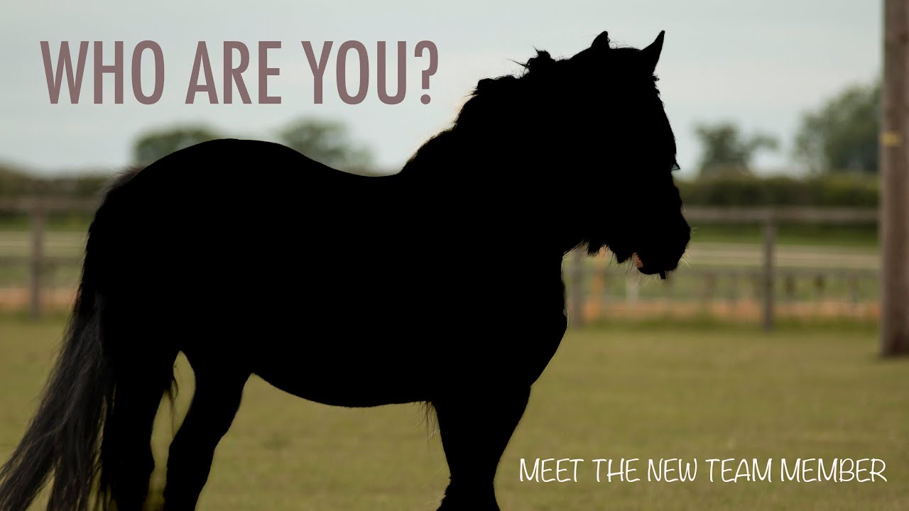 WE HAVE A NEW PONY! WHO ARE YOU? The Norfolk Equestrian YouTube