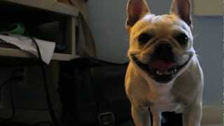 Hammie the French Bulldog vs. Laser Pointer by Hammieization 239,277 views 11 years ago 51 seconds