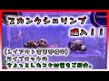 【海水魚水槽・サンゴ水槽】スカンクシュリンプ購入！！