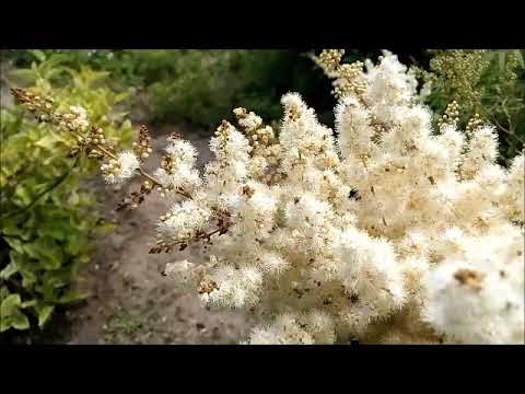 Vídeo: Fieldberry Com Folhas De Rowan