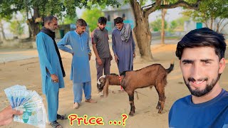 Download Lagu Bakra Pasand A Geya 😍Qurbani Ke Liya | Price Kitni ..? | New Business Investment | Hamza Sidhu Pendu MP3