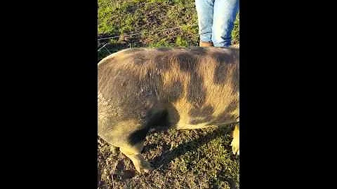 Weighting a pig with a tape measure