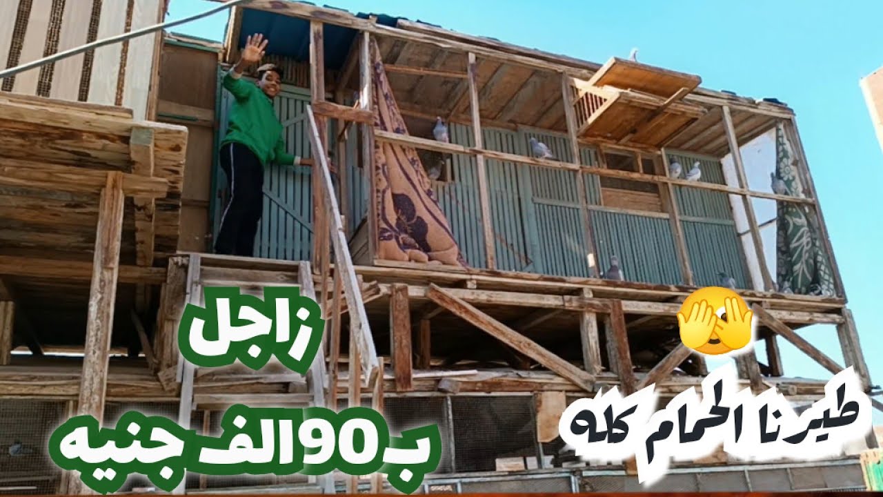 سعر فرد زاجل 90الف جنيه طيرنا الزاجل كله@الحاج عادل ابو صغير #تربووالغيةالمصرية