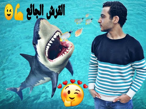 لعبه القرش الجائع القرش هجم علي الشاطئ   شوف ايه اللي حصل