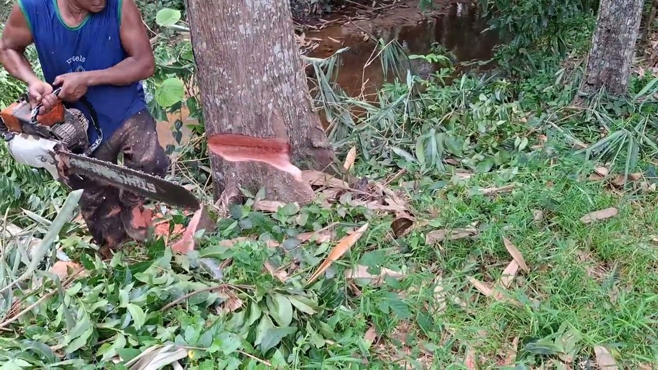 ซื้อไม้ฮกนี6ต้น3000บาทผ่าแปรรูปแล้วได้ไม้ทั้งหมด!!@ตัดไม้บ้านนา