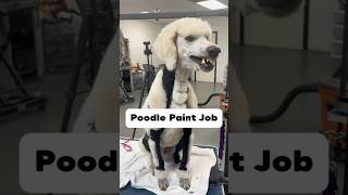 Poodle paint job #poodle #standardpoodle #dogsofyoutube  #doggrooming #dogpainting