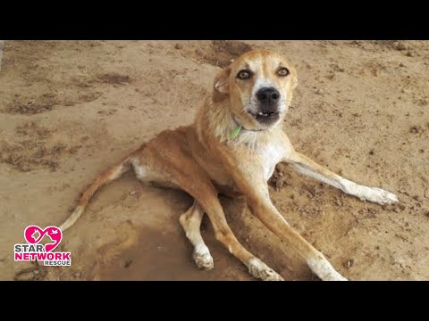 Paralyzed Dog Who Wasn&rsquo;t Supposed To Walk again Get Up And Runs