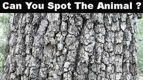 Nobody Can See All The Hidden Animals । Brain Teasers । Optical Illusions