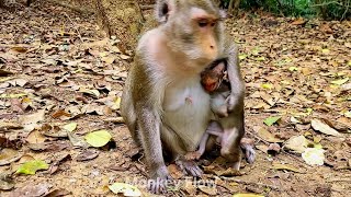 Baby Small Adorable Baby Monkey Needs Milk And Very Very Hungry Milk