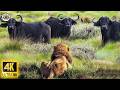 4K African Wildlife | Majestic Wildlife in 4K – Nature Animal Moments with Soothing Relaxing Music
