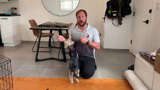 Tips to Help Cosmo Get Over His Separation Anxiety