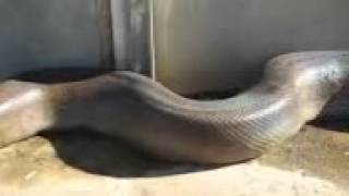 Anaconda angry screenshot 3