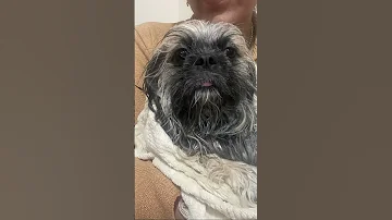 بله بله لولویی تبدیل میشه به هلویی Dog Dog Cute Hapo Pets Funny Funny 