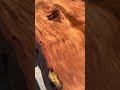Ancient Kauri Stump | Kauri Wood Table | ICEWOOD