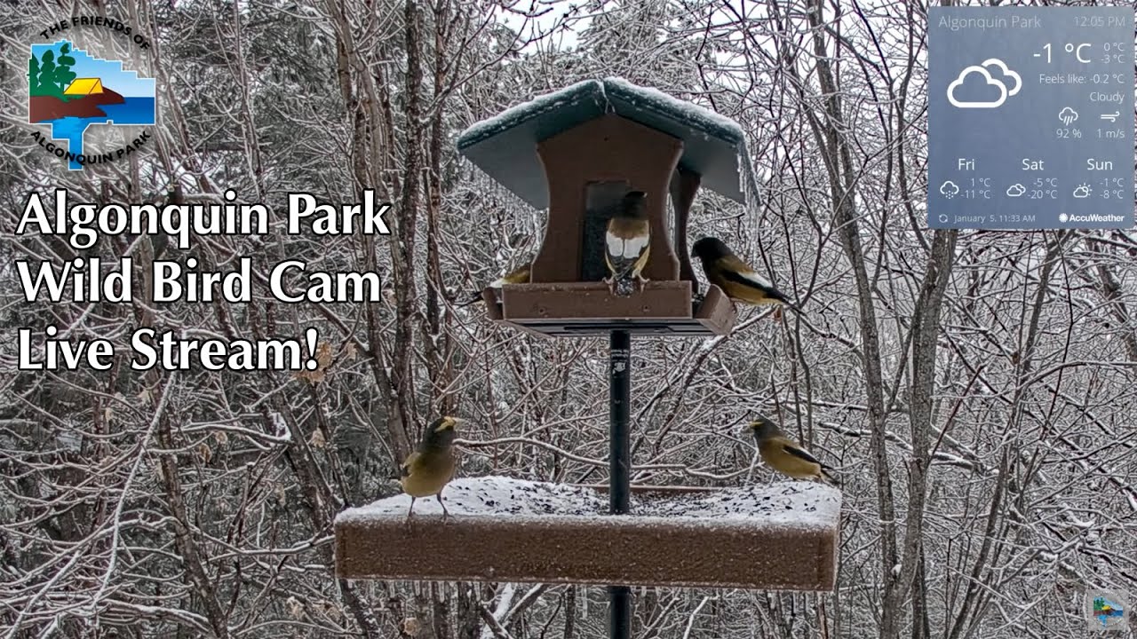 Algonquin Park Wild Bird Cam - Live Stream!