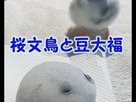 桜文鳥と豆大福.9歳文鳥の介護#192.9year old java sparrow