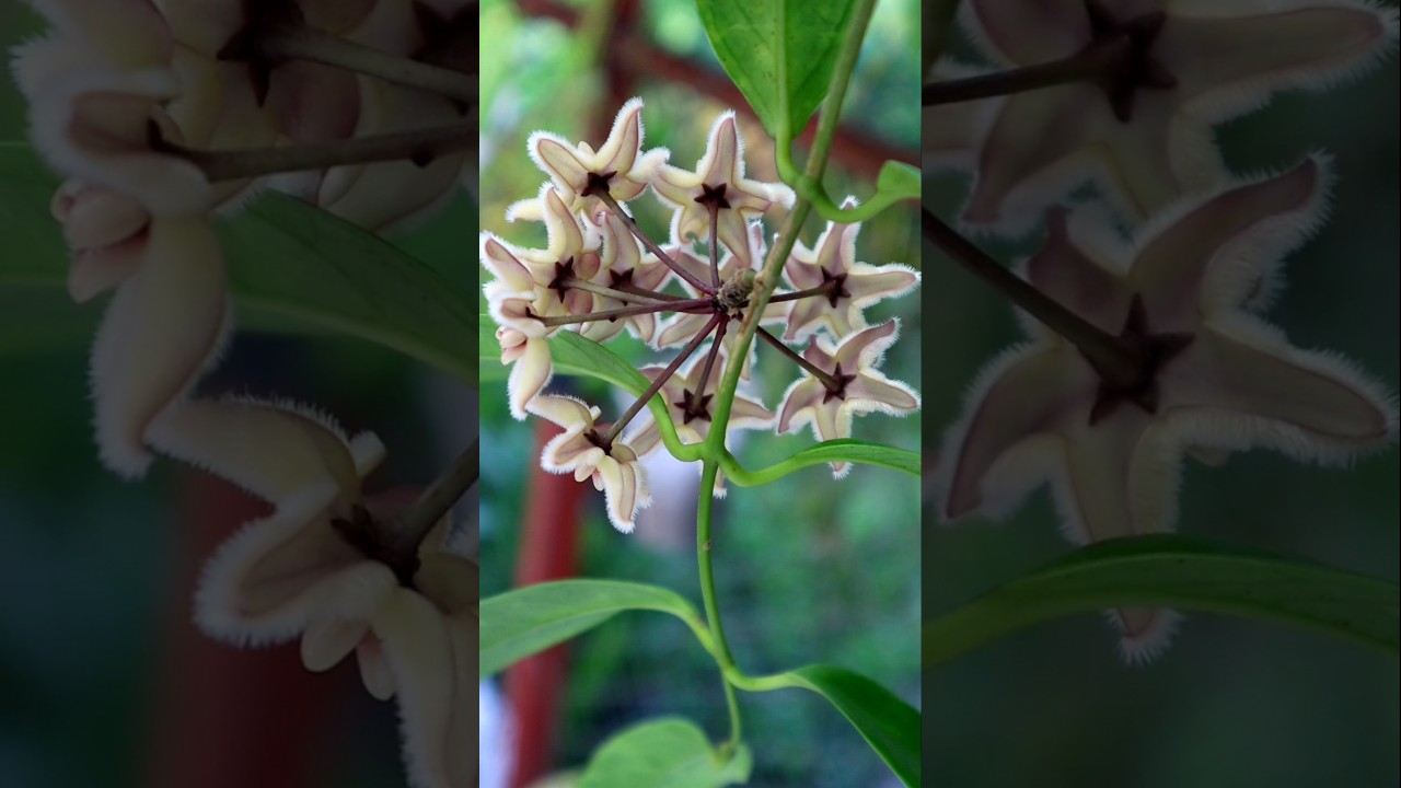 Hoya boutii🌿 