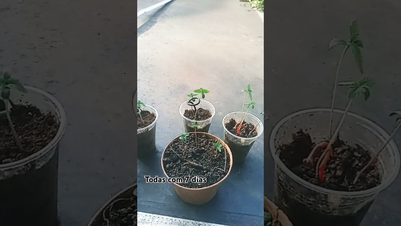 cannabis com 7 dias de vida