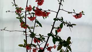 Bahardalı  - Japon ayvası çiçeği  bakımı (Chaenomeles  japonica ) Resimi