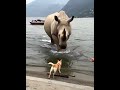 Rio ha degli amici decisamente "ingombranti"... 🦏😂