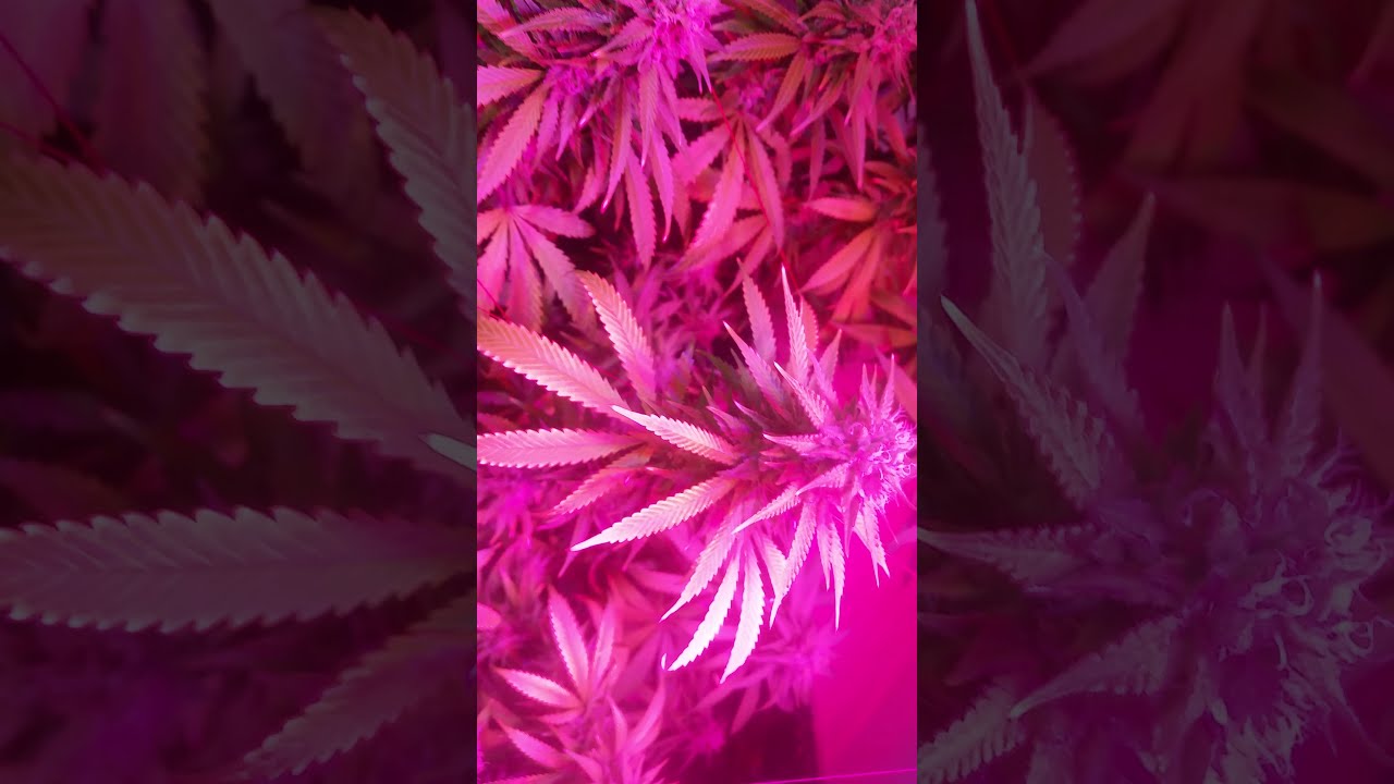 Bloombeast A520 "Big Fat Buds" day 44 in flower