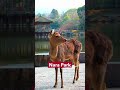 Japan Hack - Top 5 places to see Deer